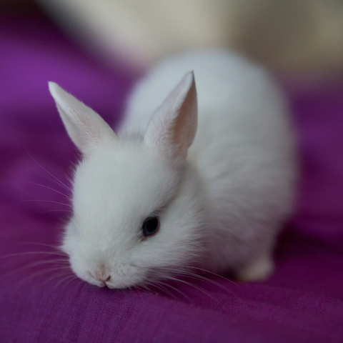 Close up of a baby white bunny on a pink blanket.