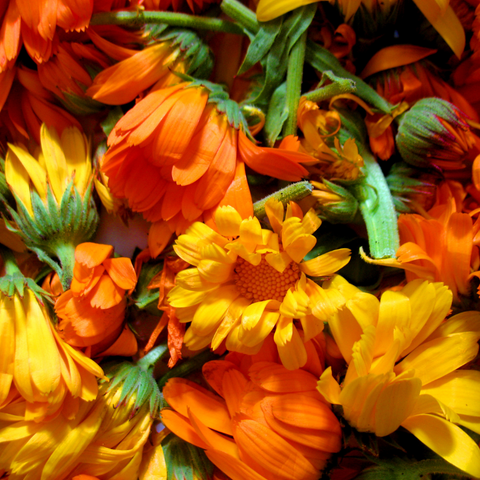 Close up of picked yellow and orange calendula flowers.