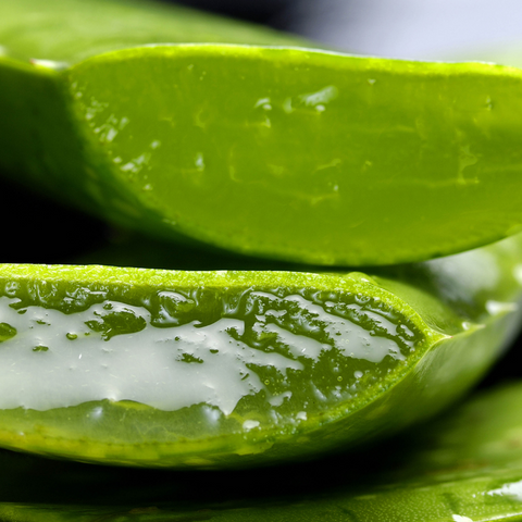 Aloe Vera:  Hydrating, promotes skin regeneration and soothes itchy and inflamed skin.