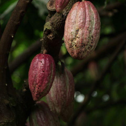 Beurre de cacao : Richement hydratant, un excellent émollient qui pénètre facilement dans la peau. Nourrit la peau enflammée et est riche en propriétés antioxydantes.