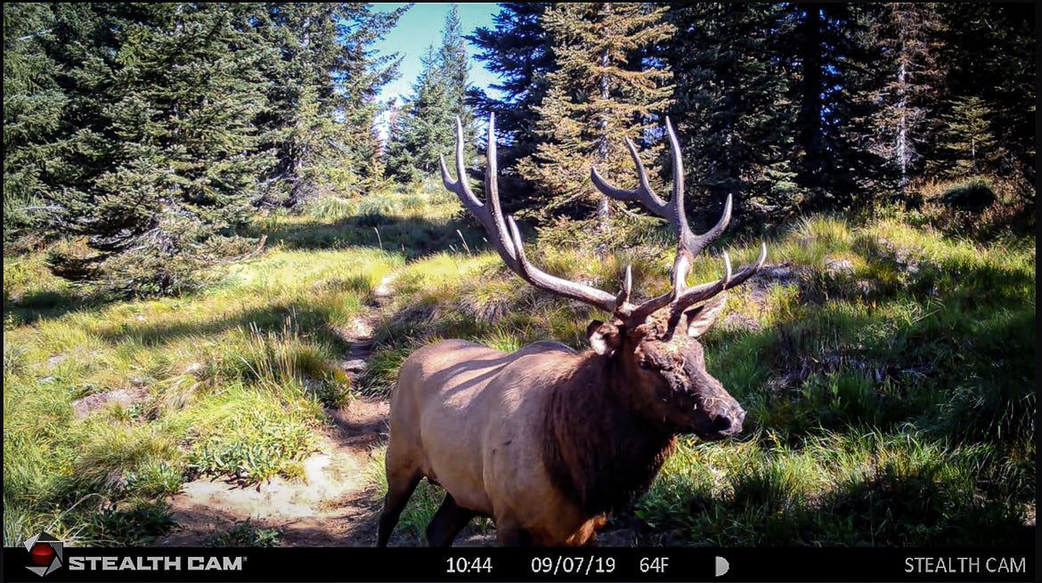 Idaho Elk Caught On Trail Camera!!!! The Elk Collective