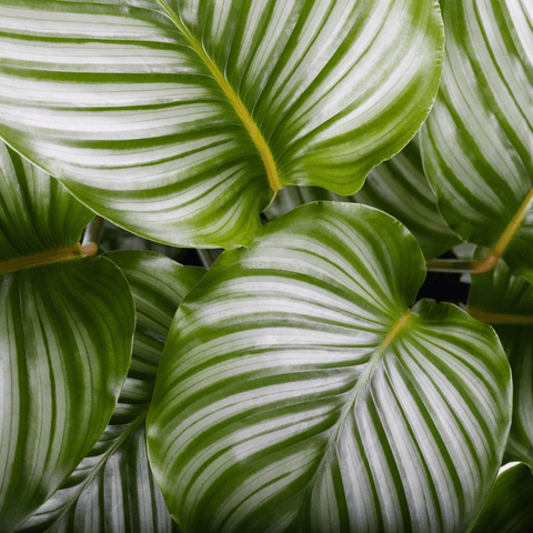 Calathéas - plante salle de bain - LAO CARE