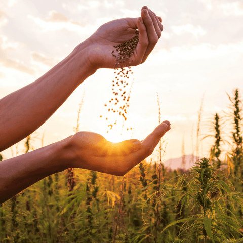 Culture du chanvre pour les shampoings naturels