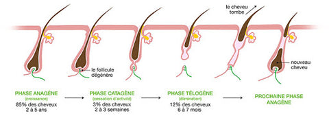 Schéma cycle pilaire : pourquoi mes cheveux ne poussent plus