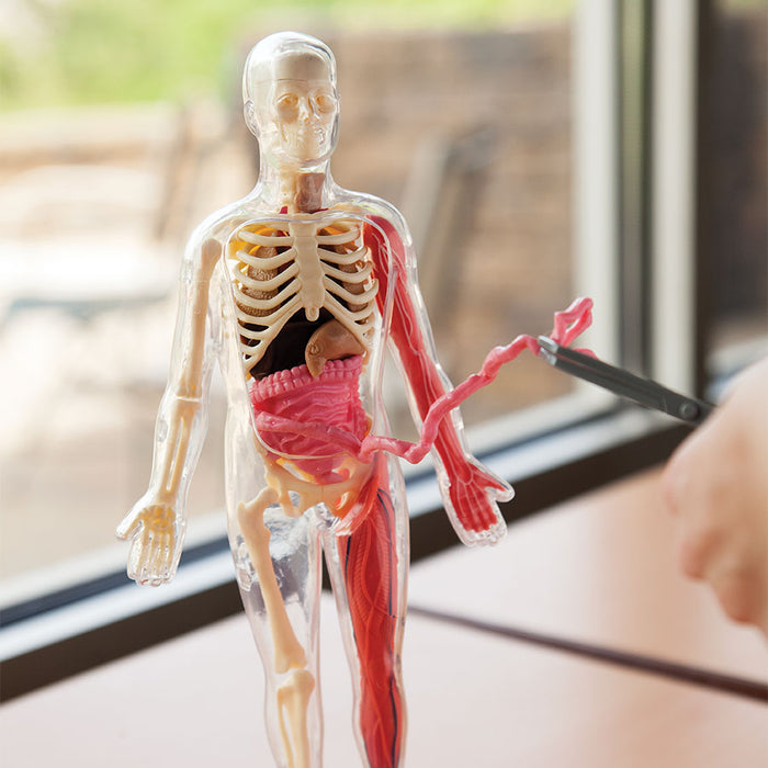 anatomy toys human body