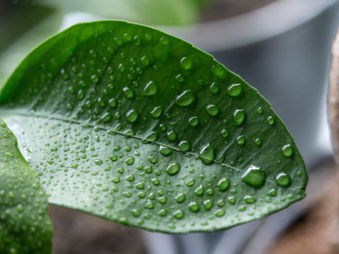 humidity in plants