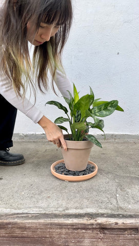 pebble tray humidity plants