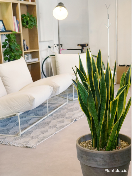 sansevieria laurentii in front of sofa