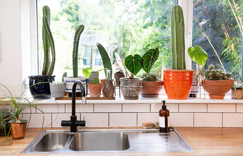 cacti in front of a window