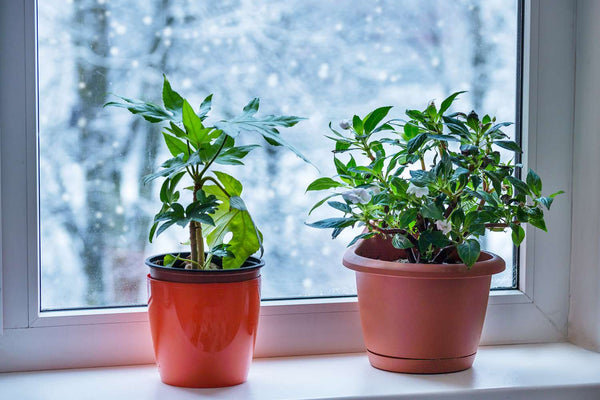 plants on a window sill