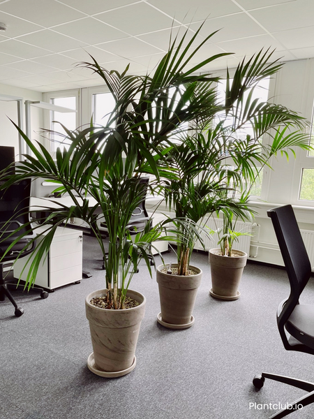 three large Kentia palm in an office