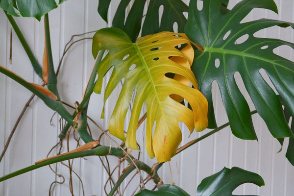 overwatered monstera with yellowing droopy leaf
