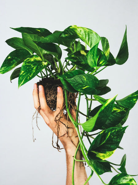 hand holding a pothos plant