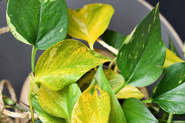 pothos with yellow leaves