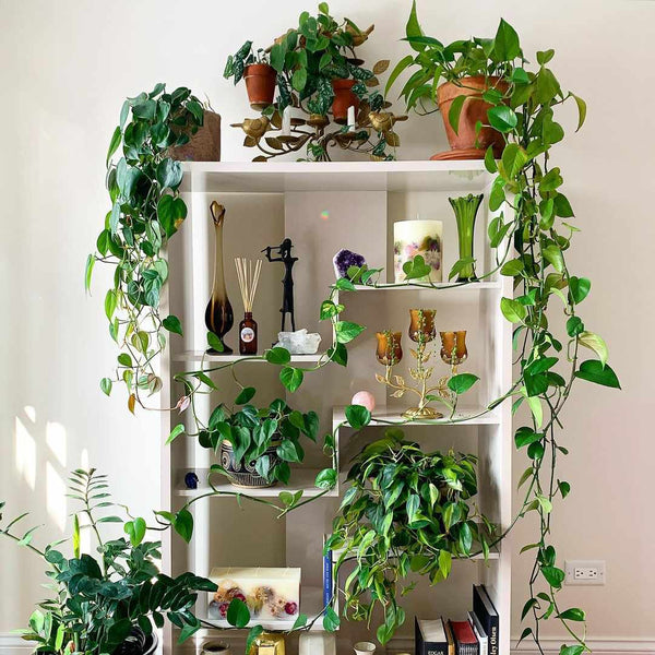 plants cascading from shelves