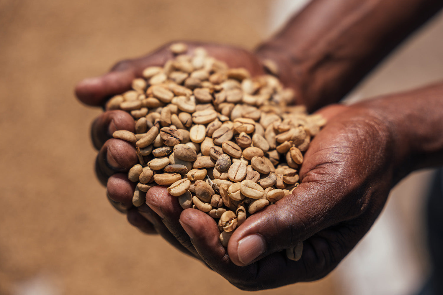 Ugandan coffee beans