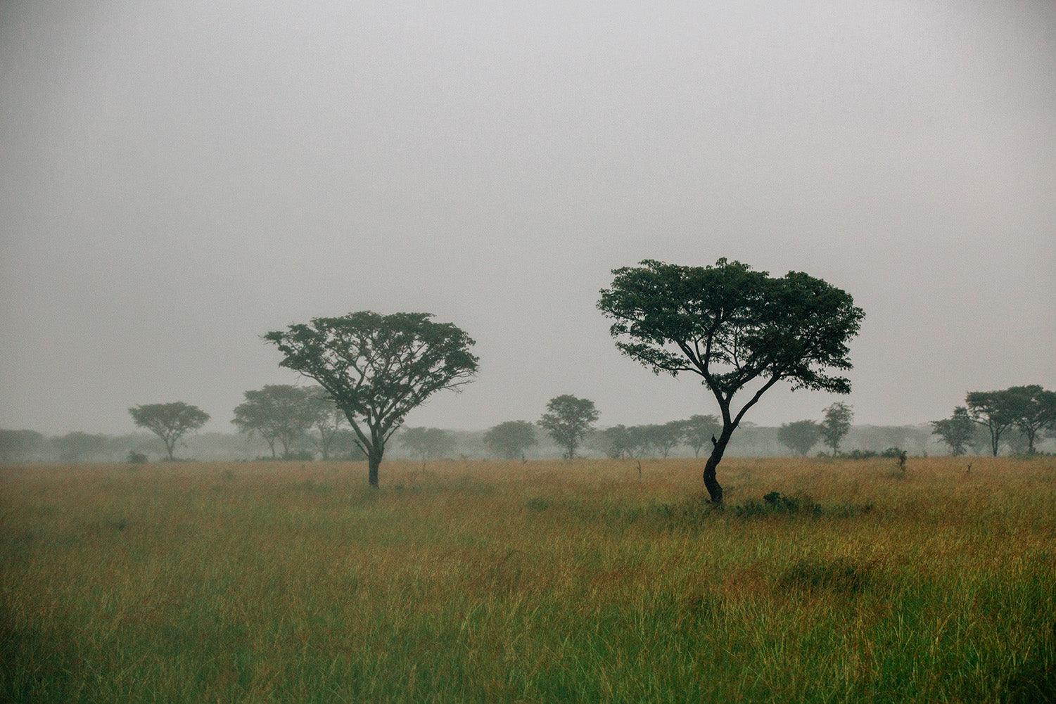 Ugandan fields