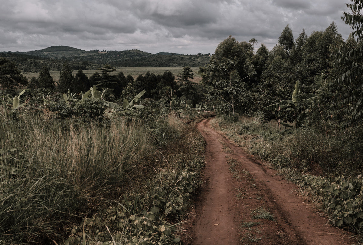 A path in the heart of Africa