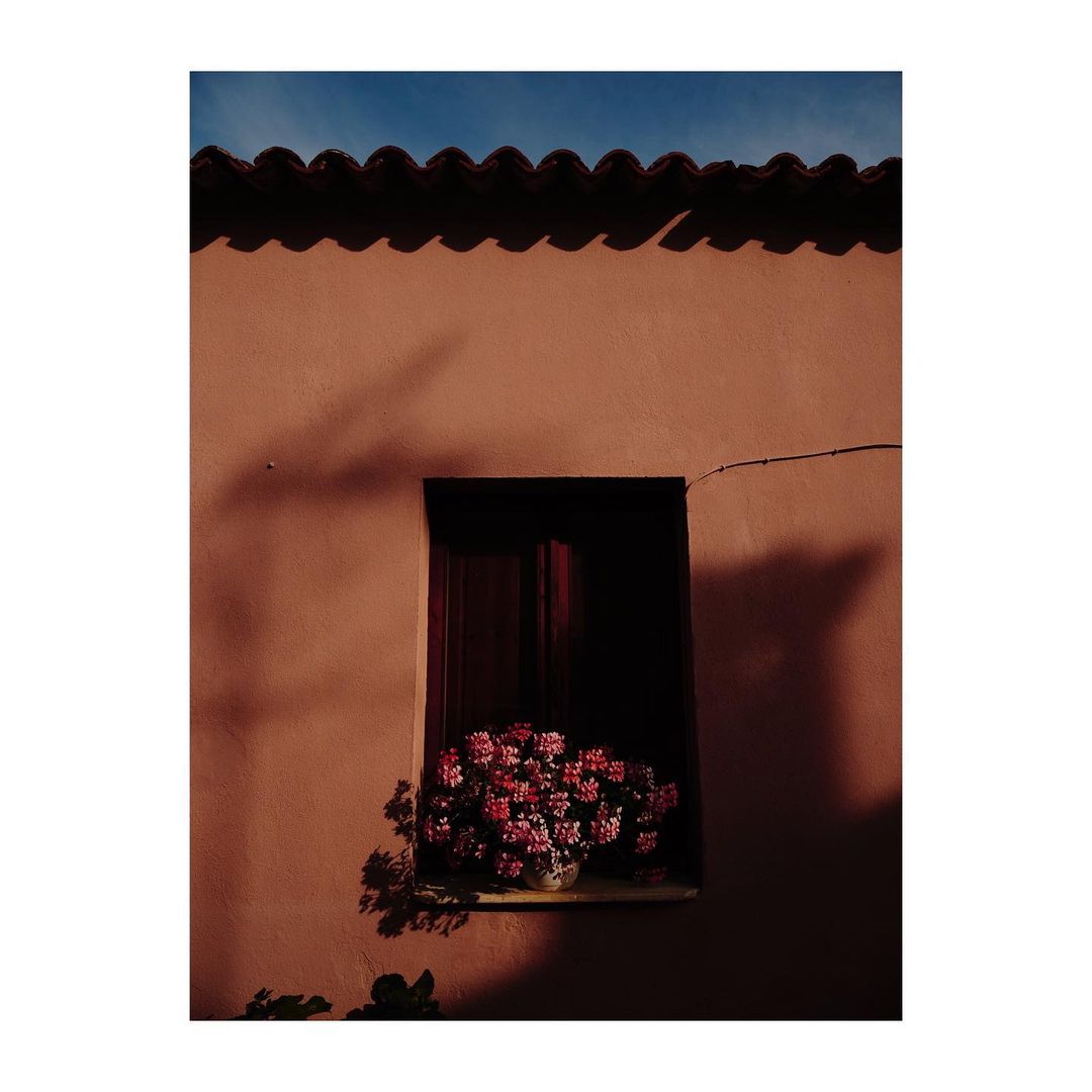 Flowers on a window sill