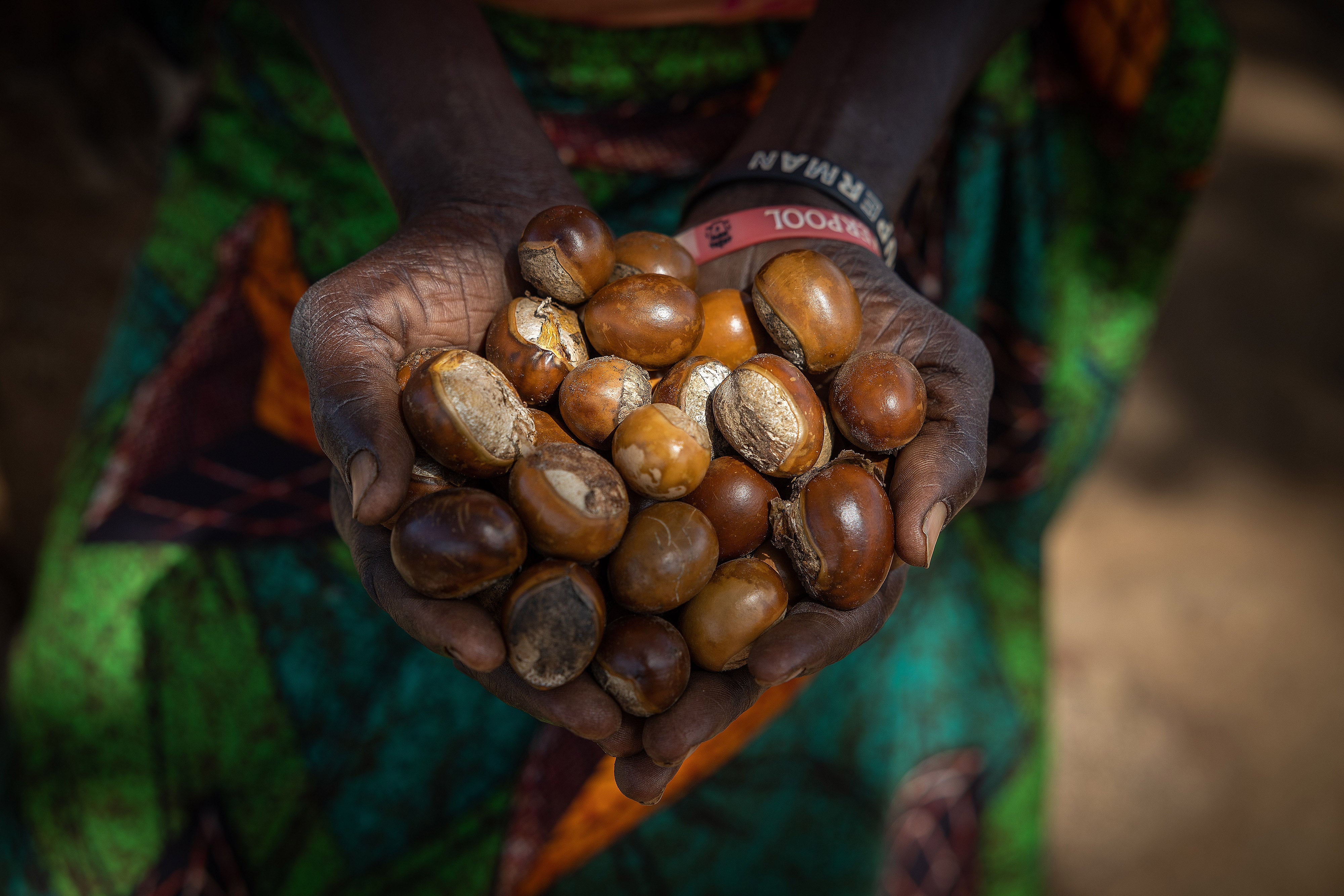 shea nuts in Uganda
