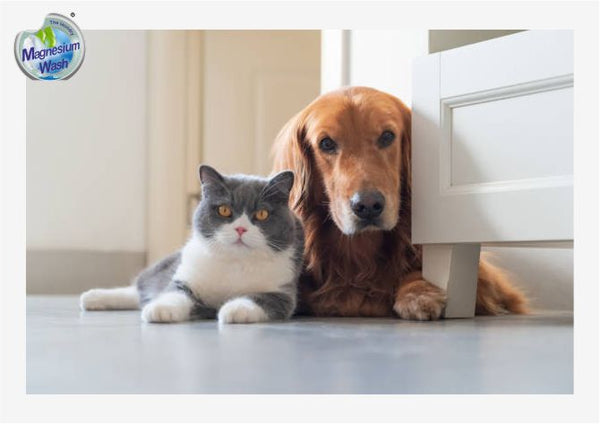 gatto e cane vicino al mobile