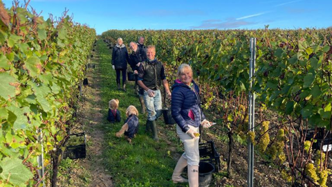 Hattingley Volunteers, meet the team, Hampshire vineyard, chardonnay grapes