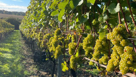 Hattingley Valley Harvest 2023 a bumper vintage, English Winery Near me Hampshire, Winemaker, Vineyard