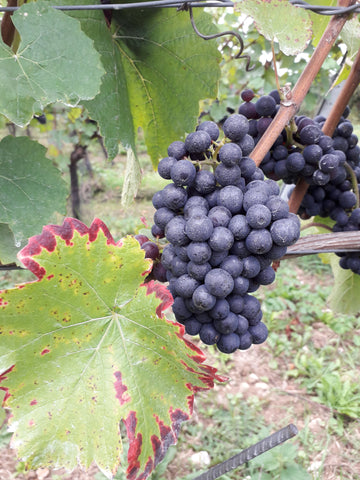 Hattingley Valley in the Vineyard, Pinot Noir Grapes, Chalk vineyard, South facing slopes, Chalky Hill Vineyard, Vineyards near me