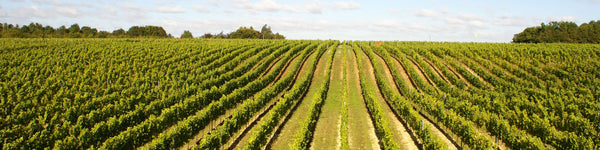 Hattingley Valley Vineyards, Hampshire Vineyards, wineries near me, top English Wines