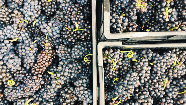 Hattingley Valley grape harvest, vine harvesting, grape varietys