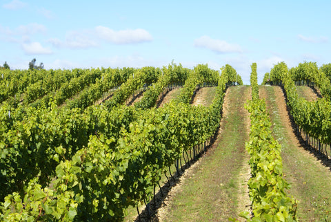 The Vineyard at Hattingley Valley, Chalky Hill Vineyard