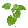 lemon balm