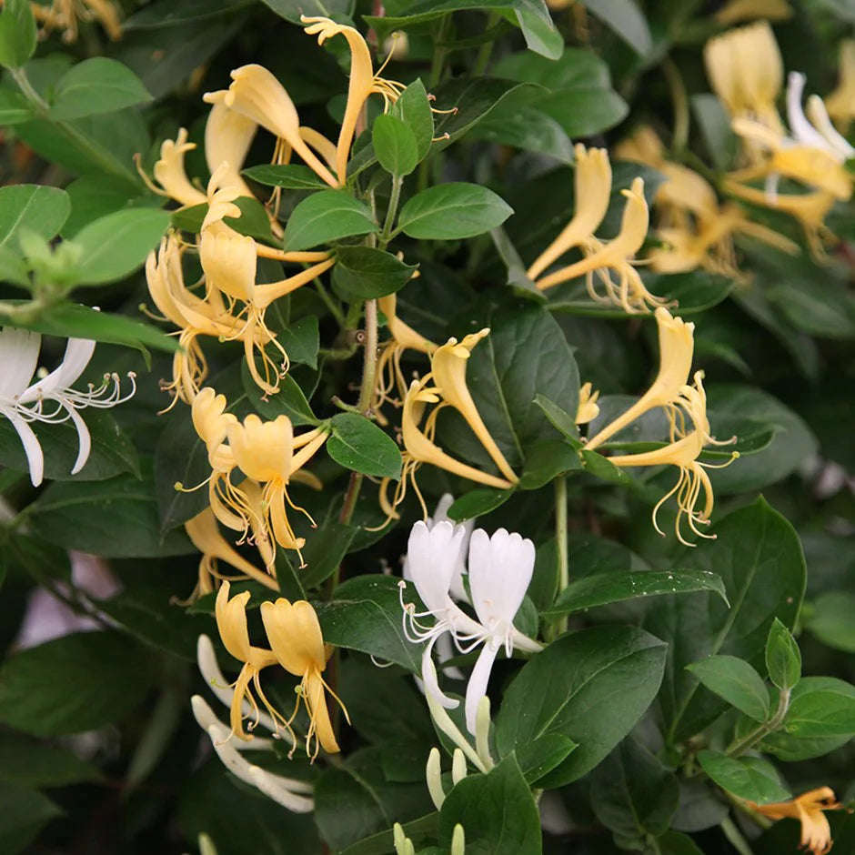 lonicera purpurea