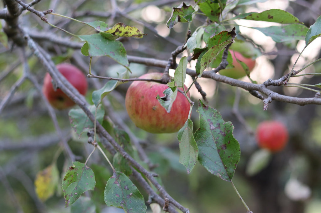 Apple on a tree