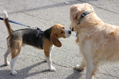 dogs meeting on the street