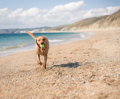 dog on a beach playing fetch with a tennis ball