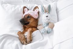 dog tucked in bed with toy