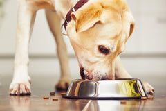 Labrador retriever eating dinner