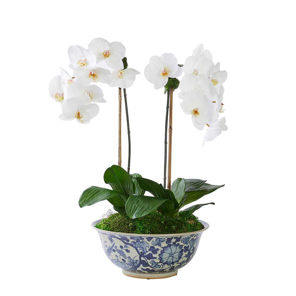 Double White Orchid In Vigne Florale Bowl