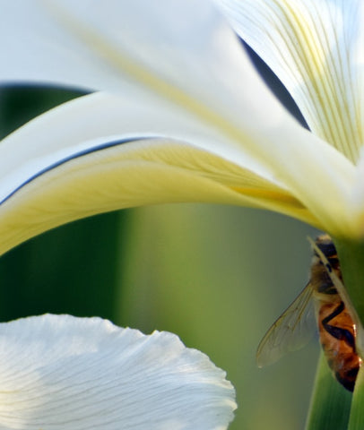 Bee pollinating flower by Kelly Johnson author of Gratitude.