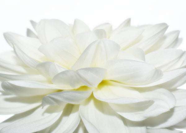 White Dahlia by Kelly Johnson author and photographer of Gratitude