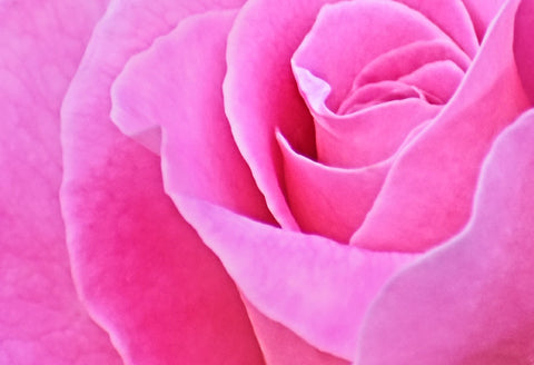 Closeup of pink rose petals photographed by Kelly Johnson author of Gratitude