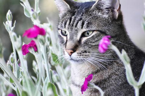 Tiger Boy Super Model photo by Kelly Johnson