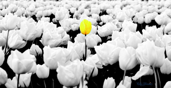 Blossoming Tulips represent: Photograph from the book Gratitude. A Great Leader is Compassionate, Diverse, and Inspired by Kelly Johnson photographer and author.