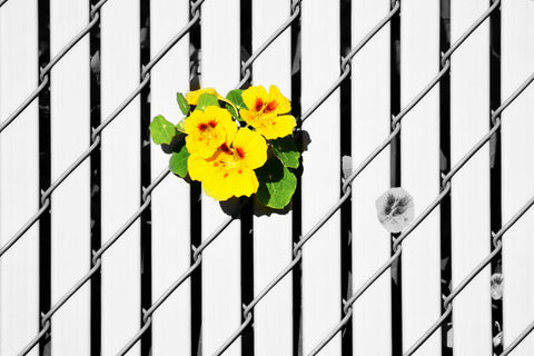 Juneteenth blog. Yellow flowers peeking through a white fence. Photographer Kelly Johnson author of Gratitude