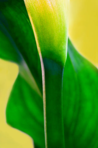Calla lily stem photographed by Kelly Johnson author of Gratitude