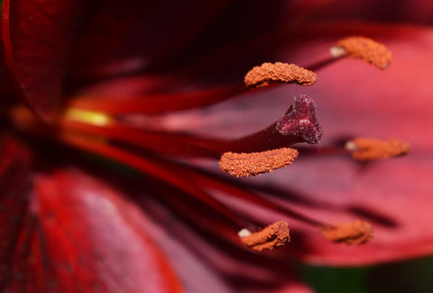 Red lily photographer Kelly Johnson