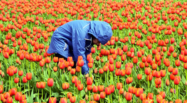 Photograph by Kelly Johnson, of a girl looking at tulips at the Wooden Shoe Tulip Farm, Woodburn, Oregon.