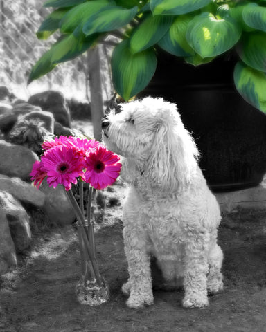 Lily the dog and the fuchsia gerbera  