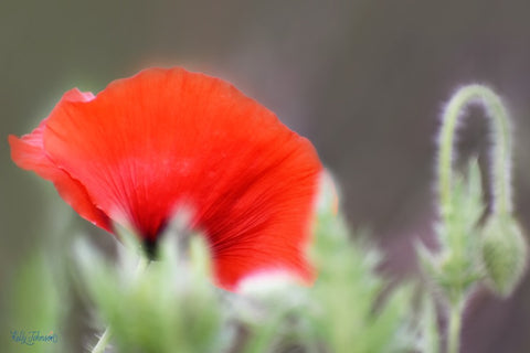 Fine art poppy photography by Kelly Johnson